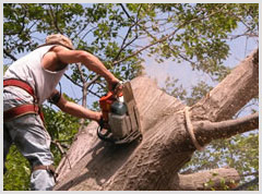 Alphabet Tree Removal Mobile Apps