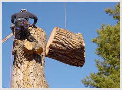 Alphabet Tree Removal Mobile Apps