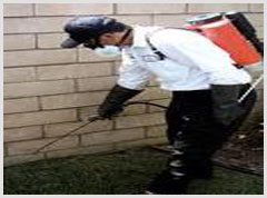 Alphabet Pest Control Apps