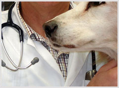Alphabet Veterinarian Mobile Apps