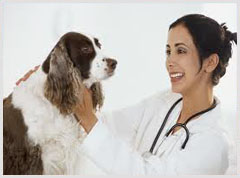 Alphabet Veterinarian Mobile Apps